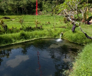 dasavayu-retreat-image-103